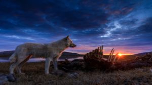 Kingdom of the white wolf - Oddity Noise